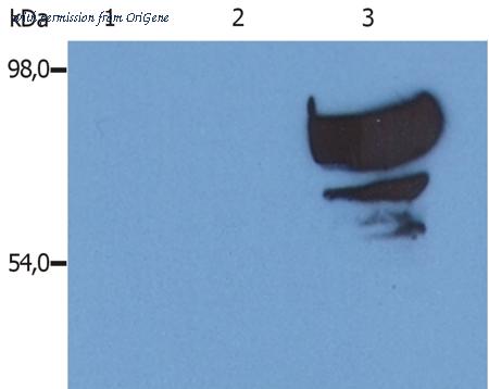 OriGene SM3156P image 1