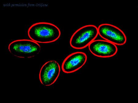 OriGene SM3166P image 1