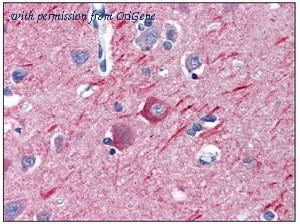 OriGene SM568P image 1