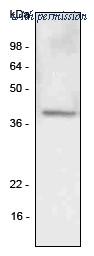 OriGene SM6007 image 1