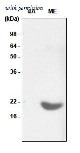 OriGene SM6011S image 1