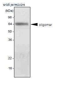 OriGene SM6014 image 1