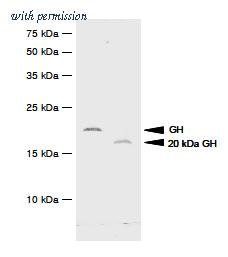 OriGene SM6016S image 1