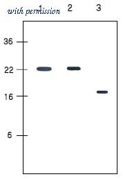 OriGene SM6021 image 1
