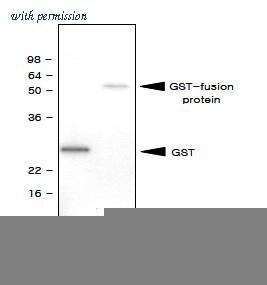 OriGene SM6024 image 1