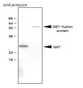 OriGene SM6024S image 1