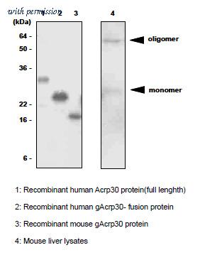 OriGene SM6027 image 1