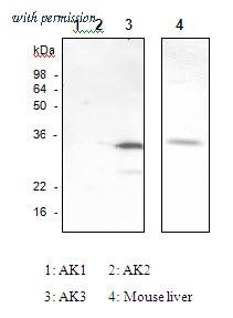 OriGene SM6029S image 1