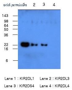 OriGene SM6033 image 1