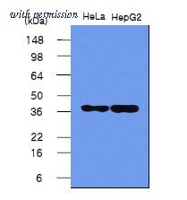 OriGene SM6037 image 1