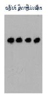 OriGene TA100011 image 1