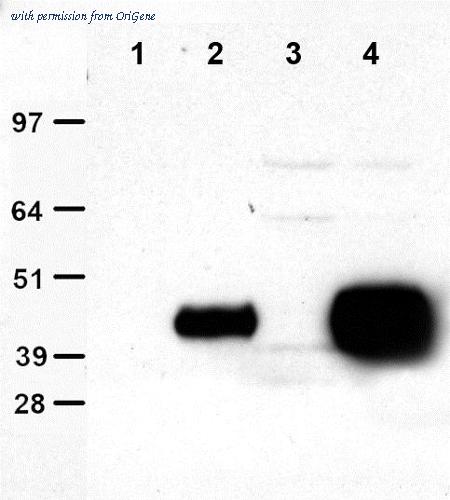 OriGene TA150037S image 1