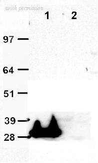 OriGene TA150039S image 1