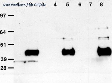 OriGene TA150042S image 1
