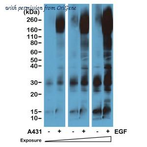OriGene TA160022 image 1