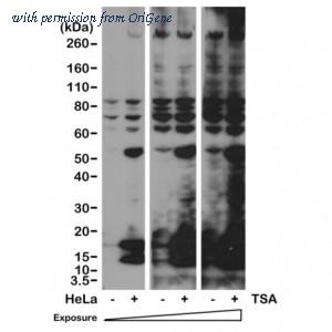 OriGene TA160023 image 1