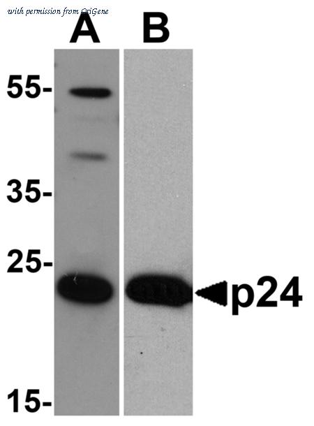 OriGene TA160044 image 1