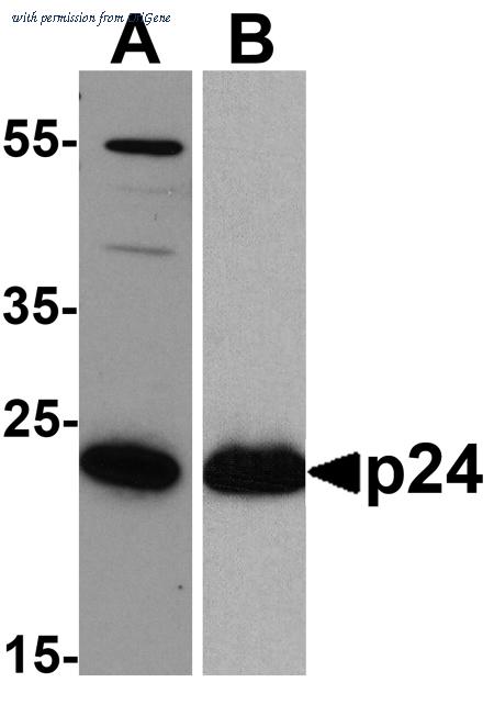 OriGene TA160047 image 1