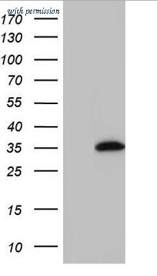 OriGene TA180128-1 image 1