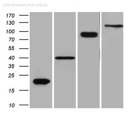 OriGene TA180144 image 1