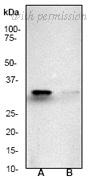 OriGene TA300422 image 1
