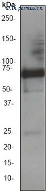 OriGene TA300729 image 1