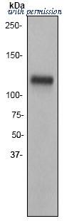 OriGene TA300836 image 1