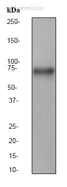 OriGene TA300956 image 1