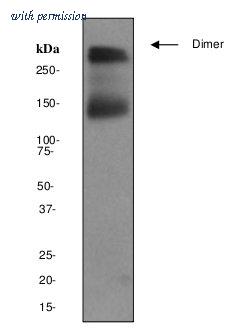 OriGene TA301102 image 1