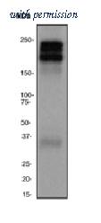OriGene TA301154 image 1