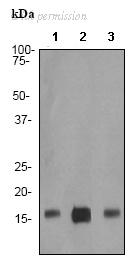 OriGene TA301271 image 1