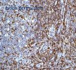 OriGene TA301354 image 1