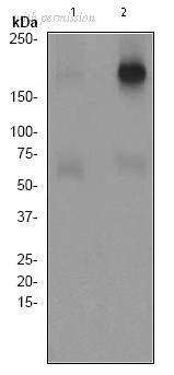OriGene TA303500 image 1