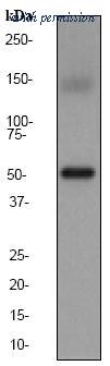 OriGene TA303506 image 1