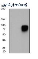 OriGene TA303540 image 1
