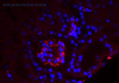 OriGene TA303731 image 1