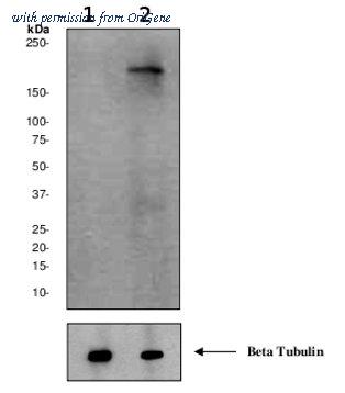 OriGene TA303832 image 1