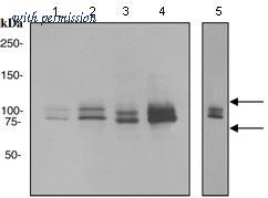 OriGene TA307118 image 1