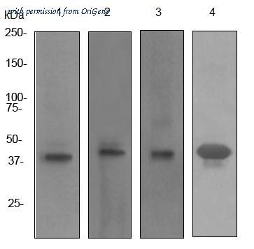 OriGene TA307191 image 1