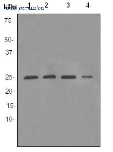 OriGene TA307267 image 1