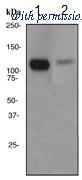 OriGene TA307721 image 1