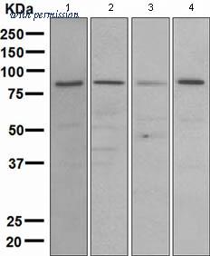 OriGene TA307734 image 1