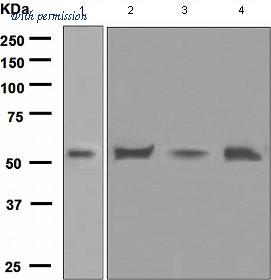OriGene TA307758 image 1