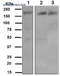 OriGene TA307786 image 1
