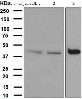 OriGene TA307795 image 1