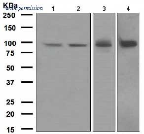 OriGene TA307796 image 1