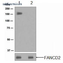 OriGene TA307855 image 1