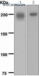OriGene TA307880 image 1