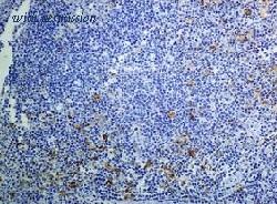 OriGene TA310265 image 1