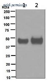 OriGene TA310281 image 1